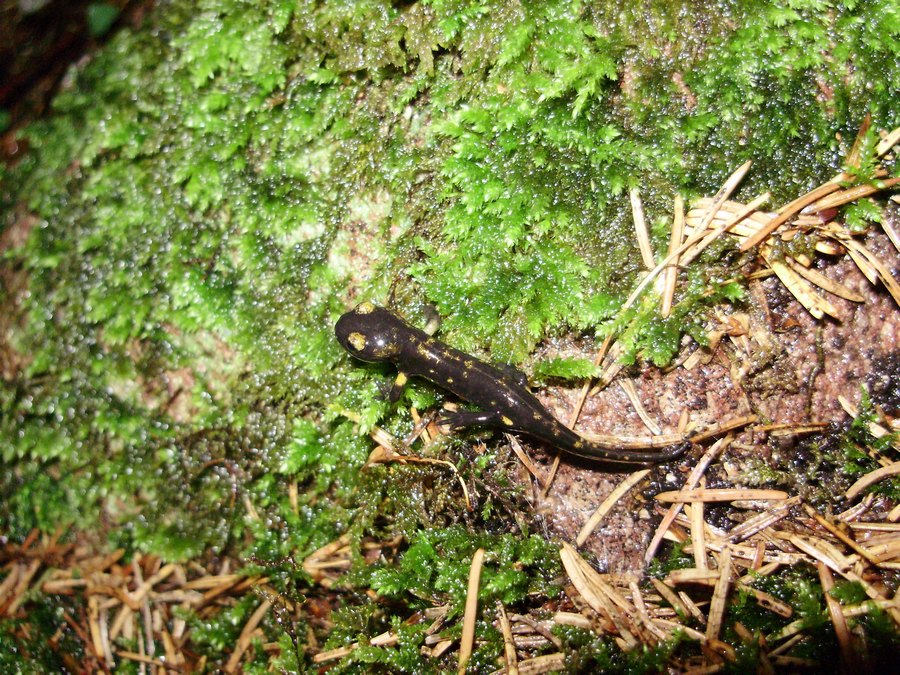 Neometamorfosati di S.salamandra